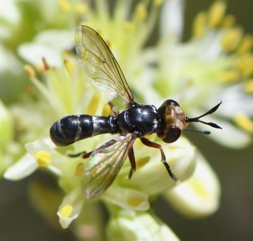 Réf. 285 467 : Conops flavifrons